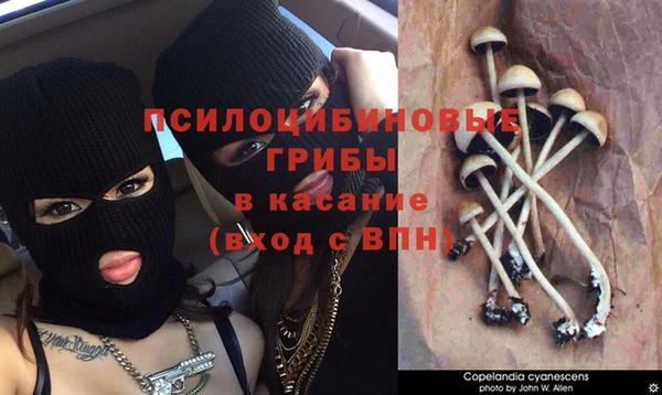 крисы Ладушкин